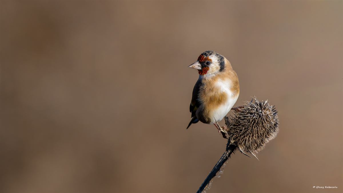 European Goldfinch