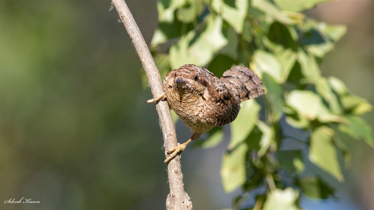 Eurasian Wryneck
