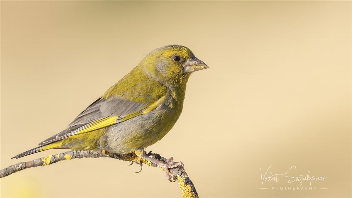 European Greenfinch