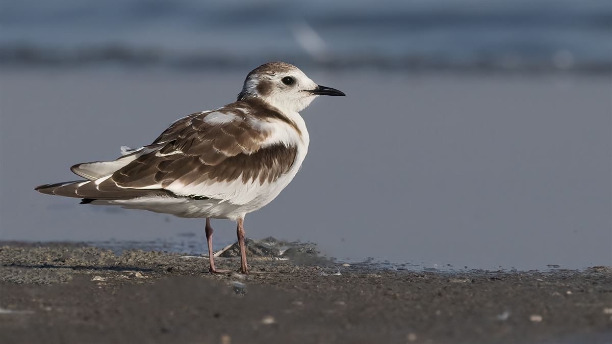 Little Gull