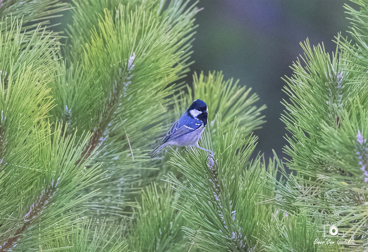 Coal Tit