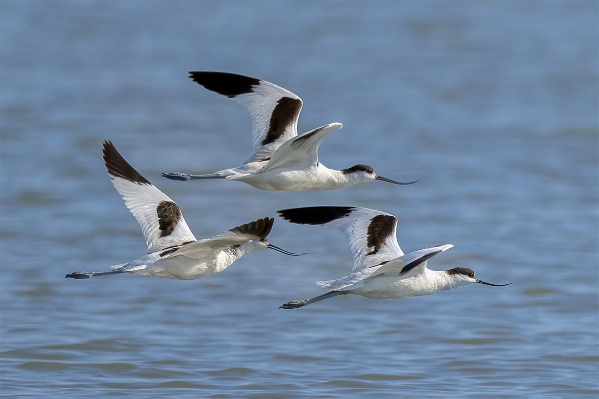 Pied Avocet