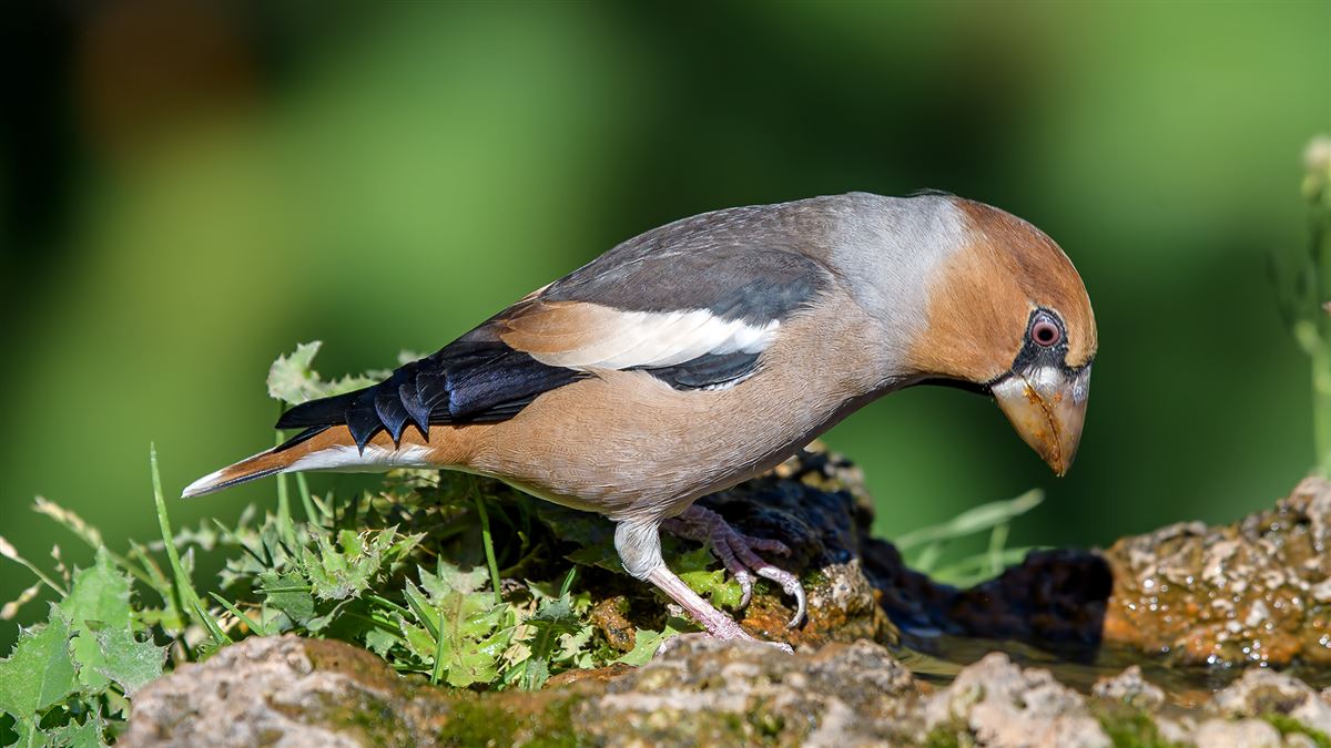 Hawfinch