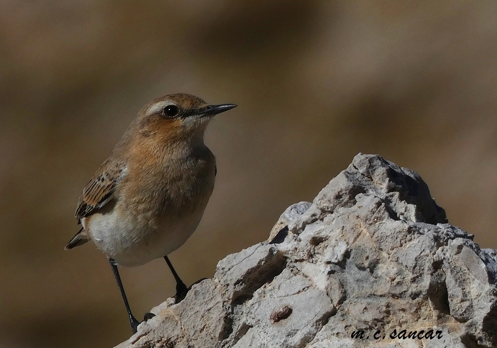 Northern Wheatear