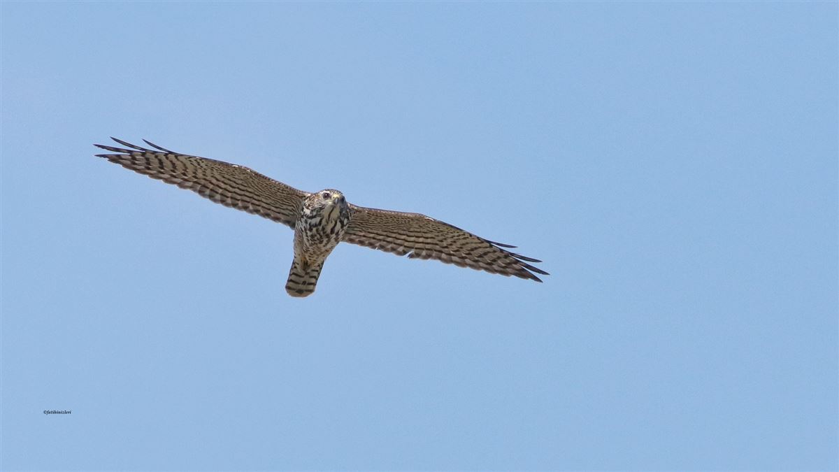 Levant Sparrowhawk