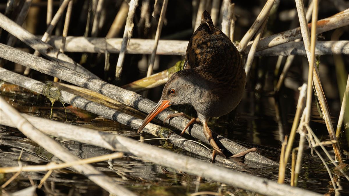 Water Rail