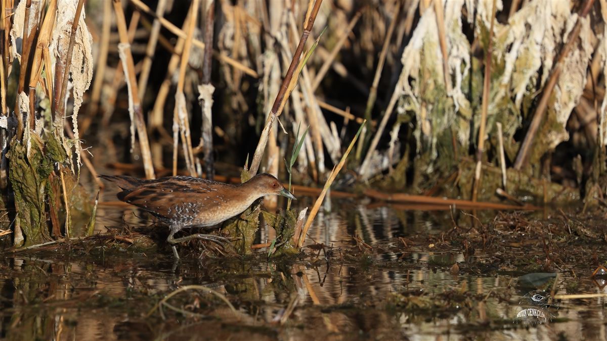 Baillon`s Crake