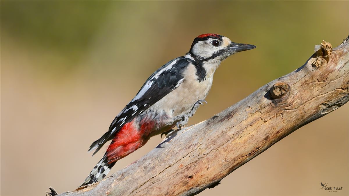 Great Spotted Woodpecker