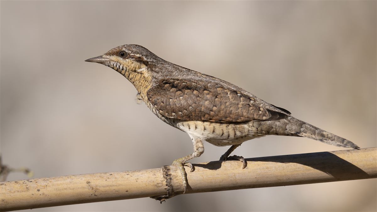 Eurasian Wryneck