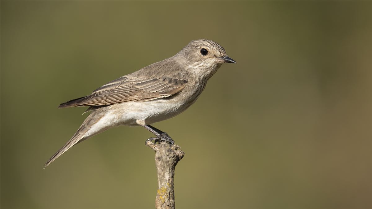 Spotted Flycatcher