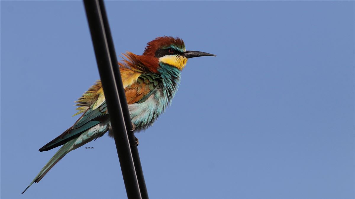 European Bee-eater