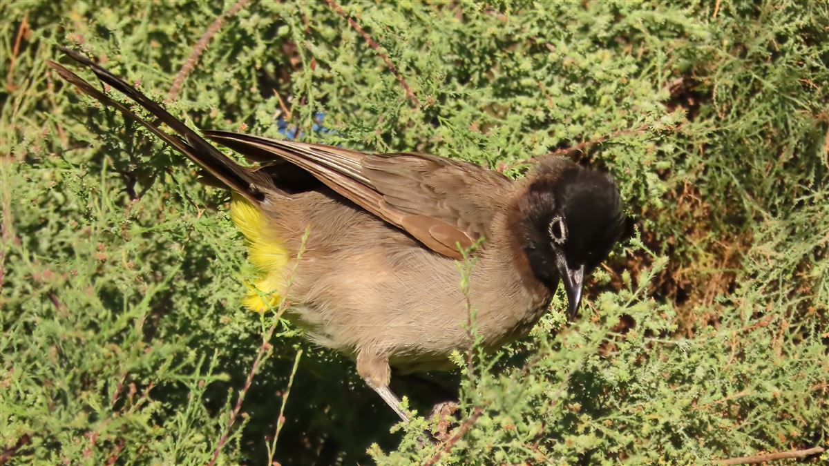 White-spectacled Bulbul