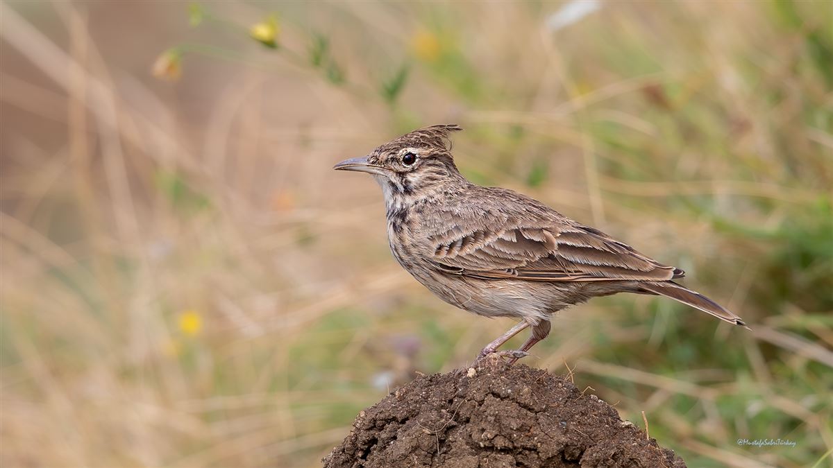 Crested Lark