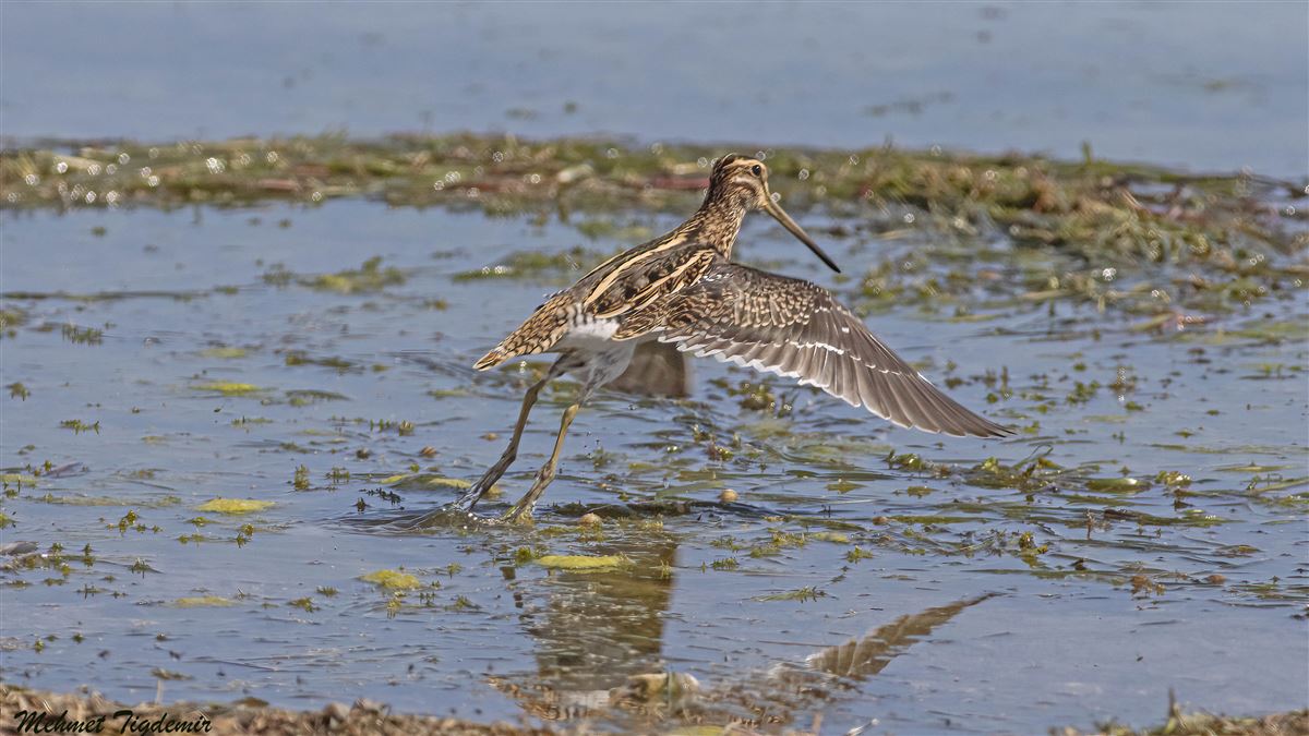 Common Snipe