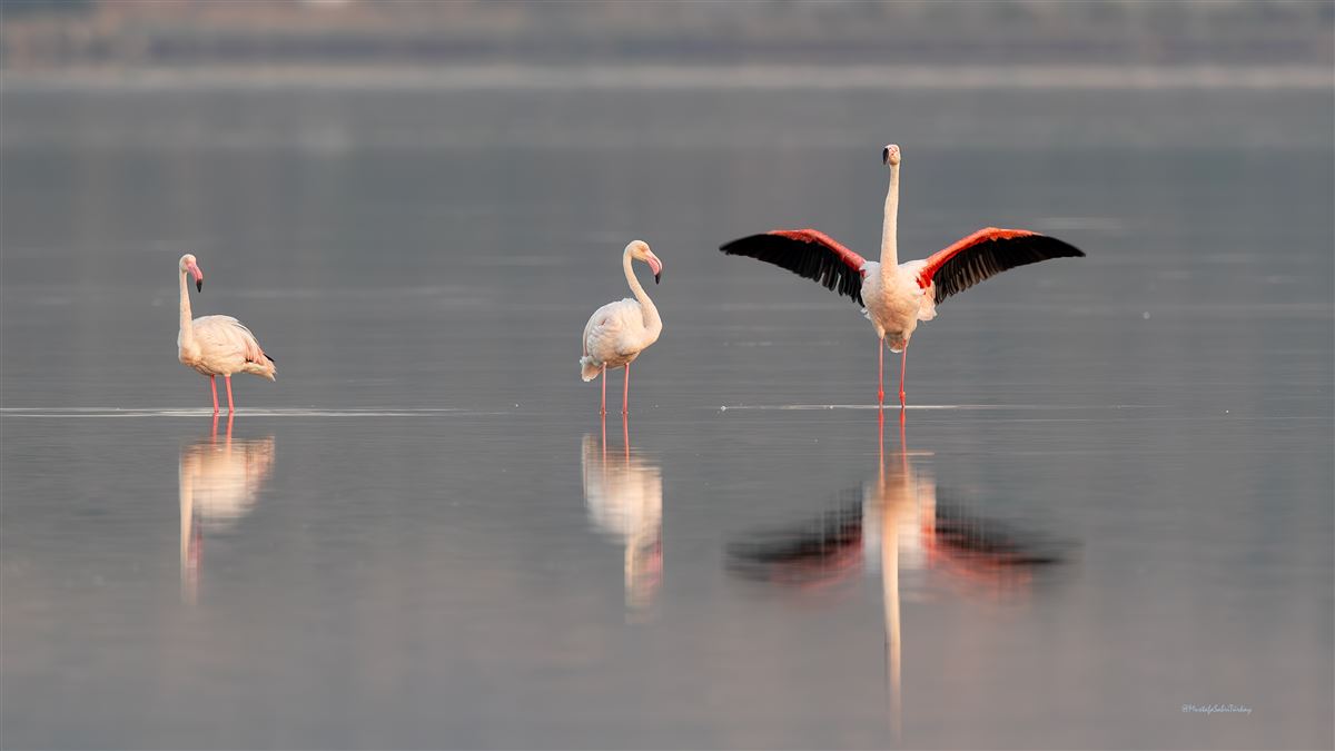 Greater Flamingo
