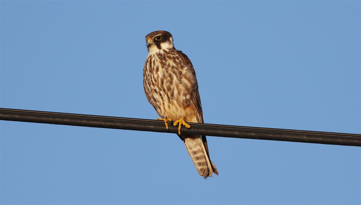 Eurasian Hobby
