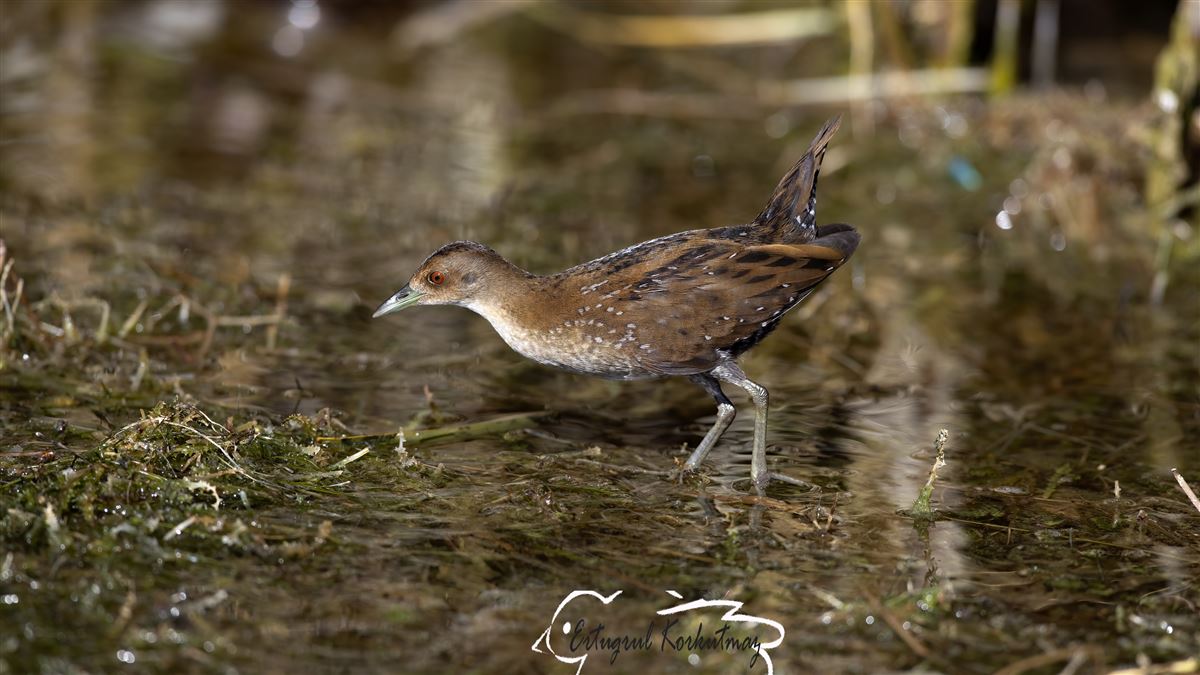 Baillon`s Crake