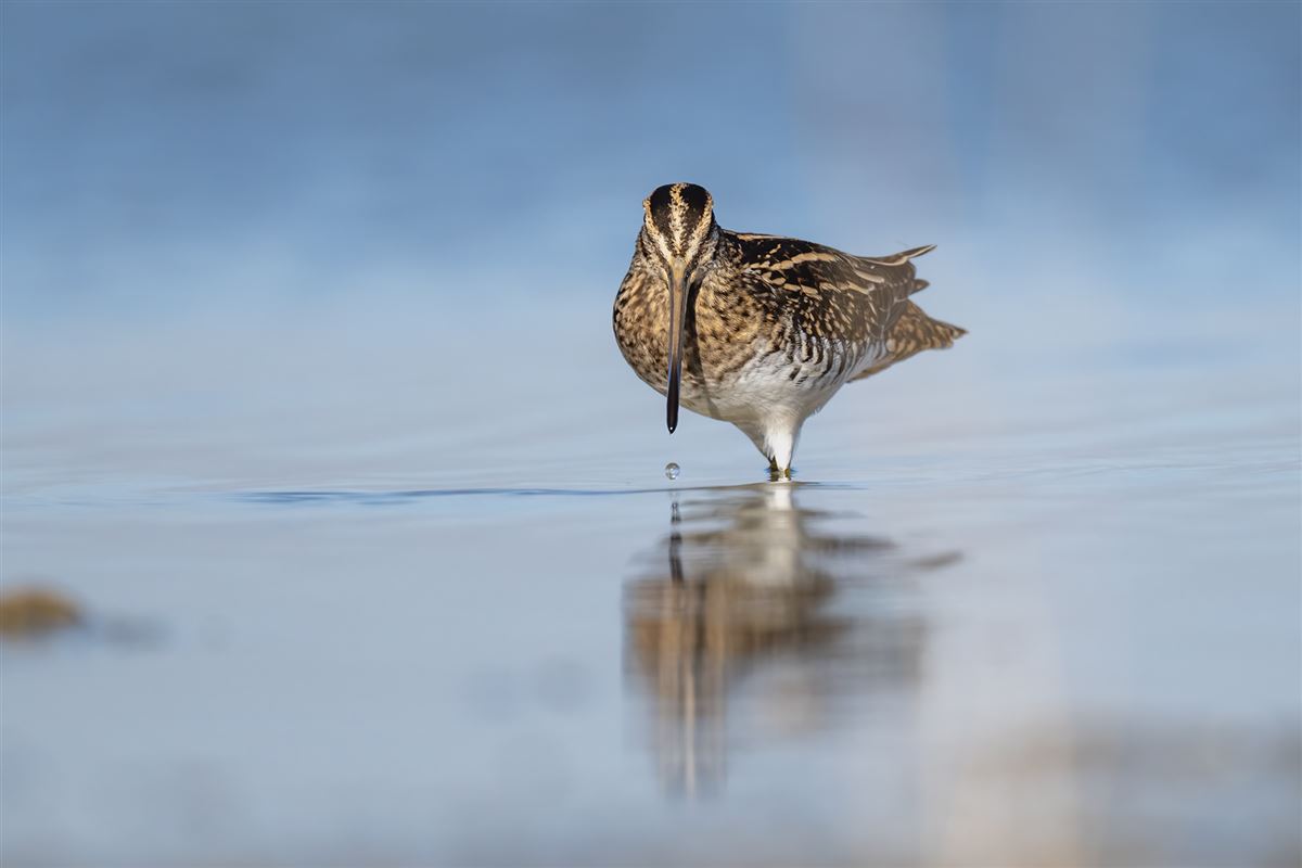 Common Snipe