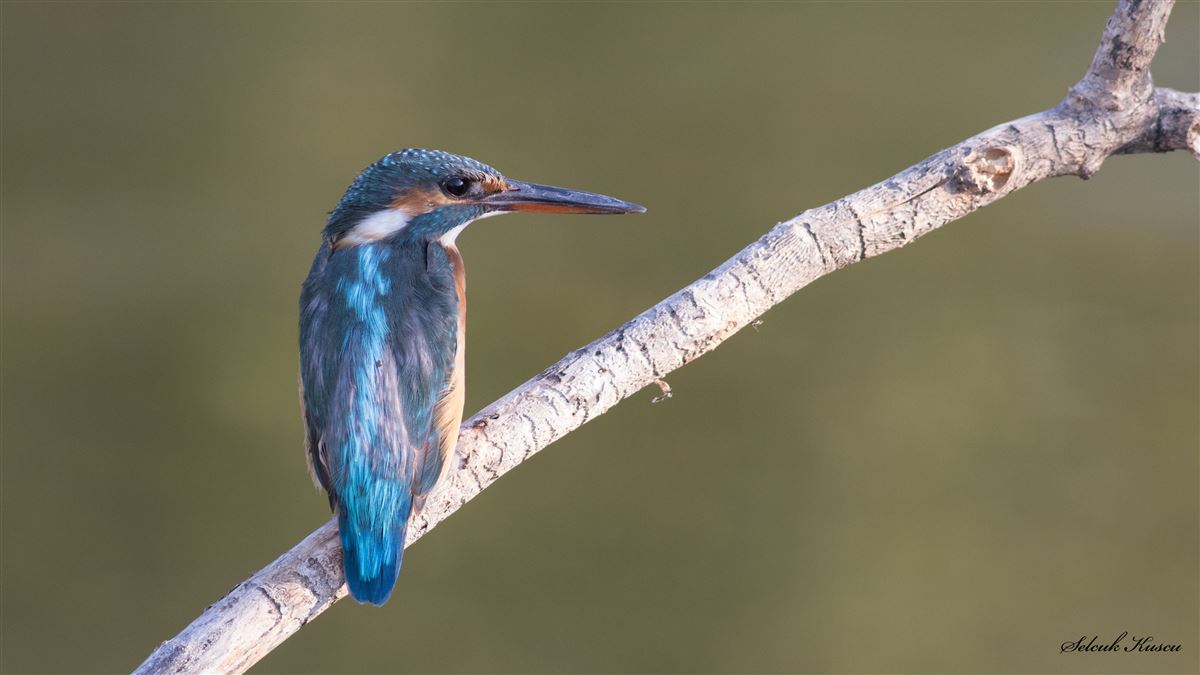 Common Kingfisher