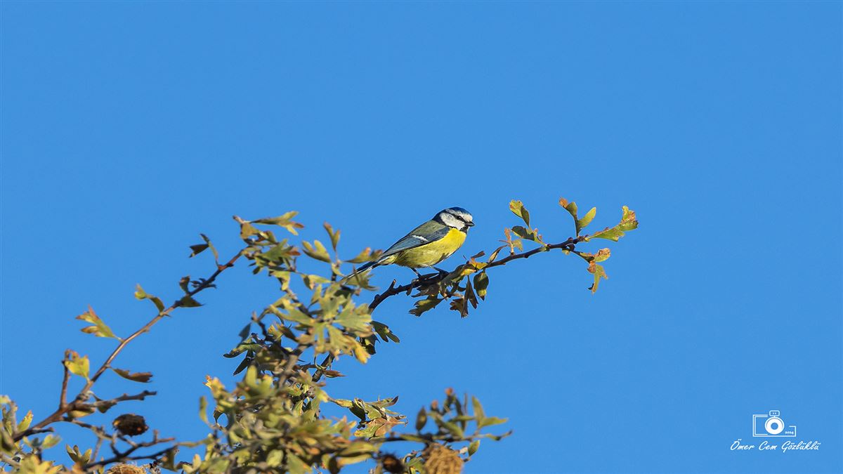 Eurasian Blue Tit