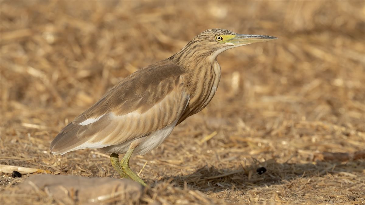 Squacco Heron