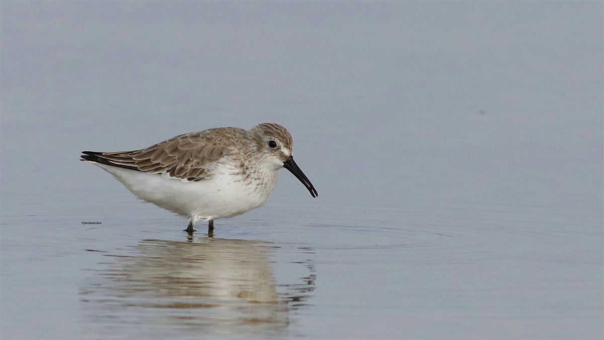 Dunlin