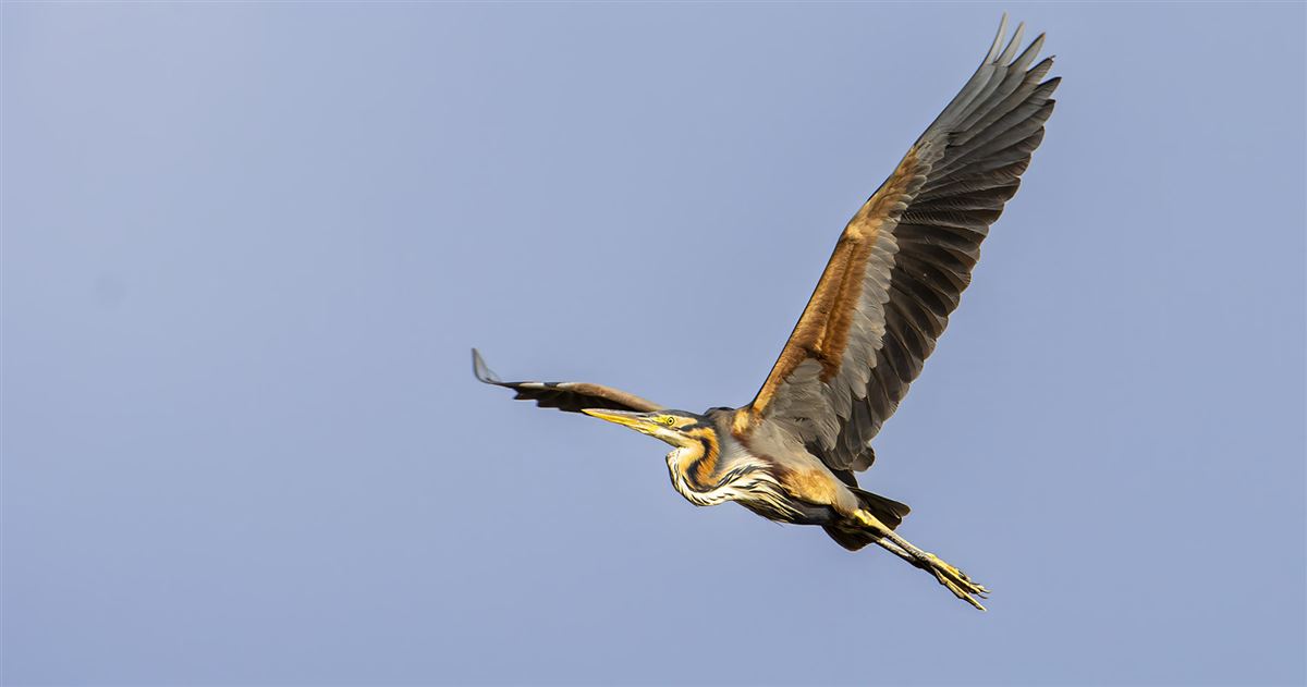 Purple Heron