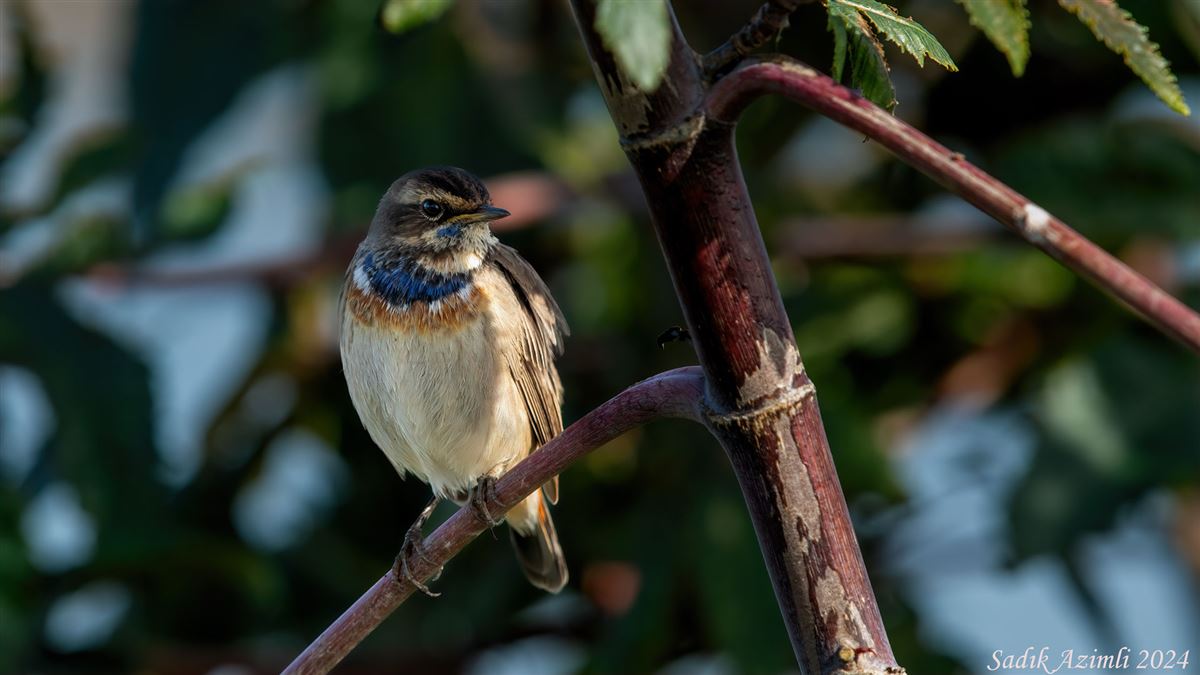 Bluethroat