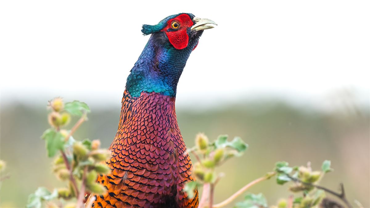 Common Pheasant