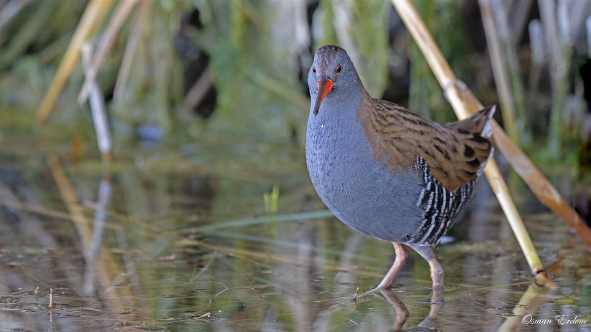 Water Rail
