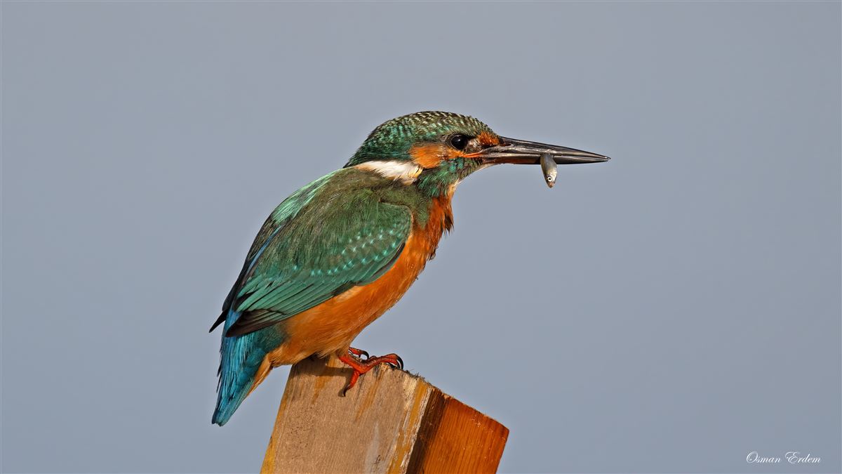 Common Kingfisher