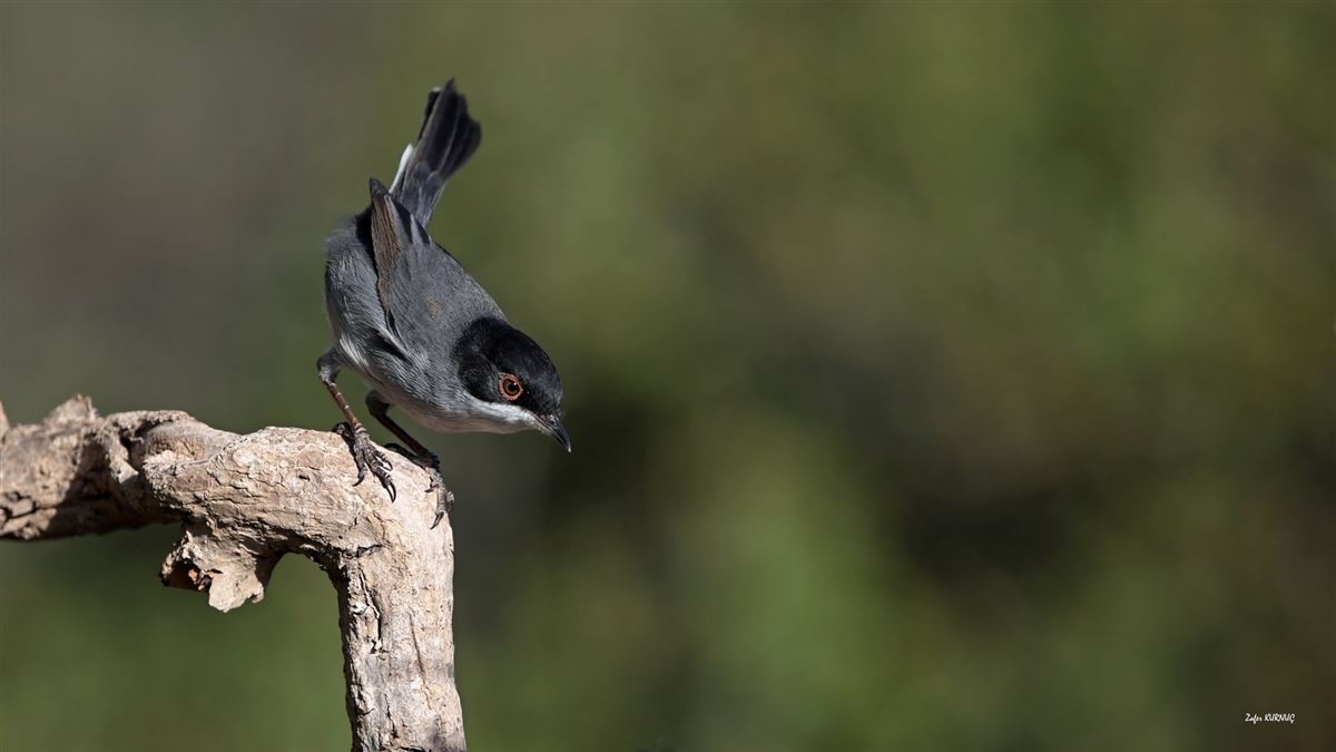 Sardinian Warbler