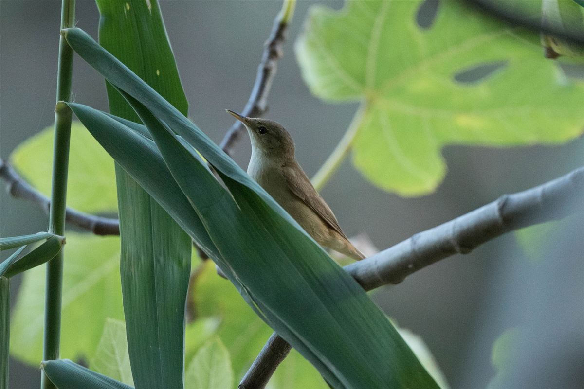Common Reed Warbler