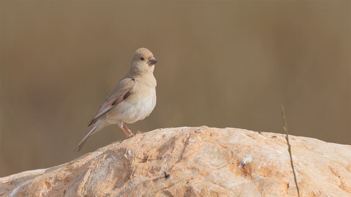 Desert Finch