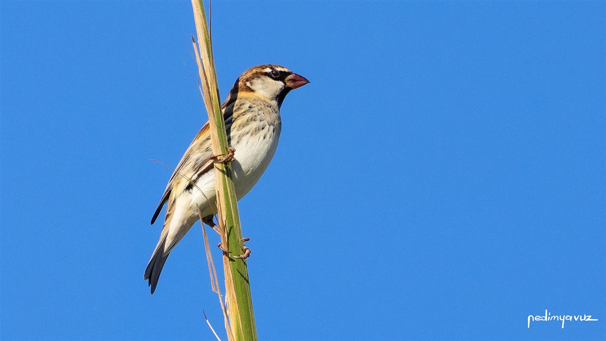 Spanish Sparrow