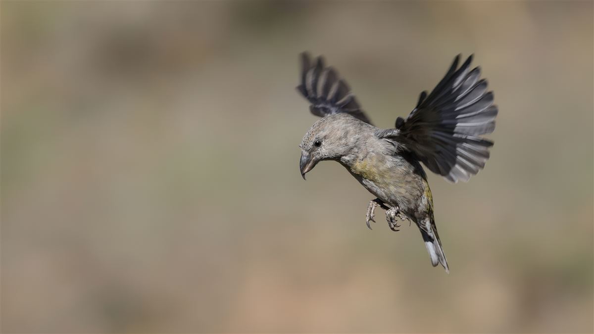 Red Crossbill