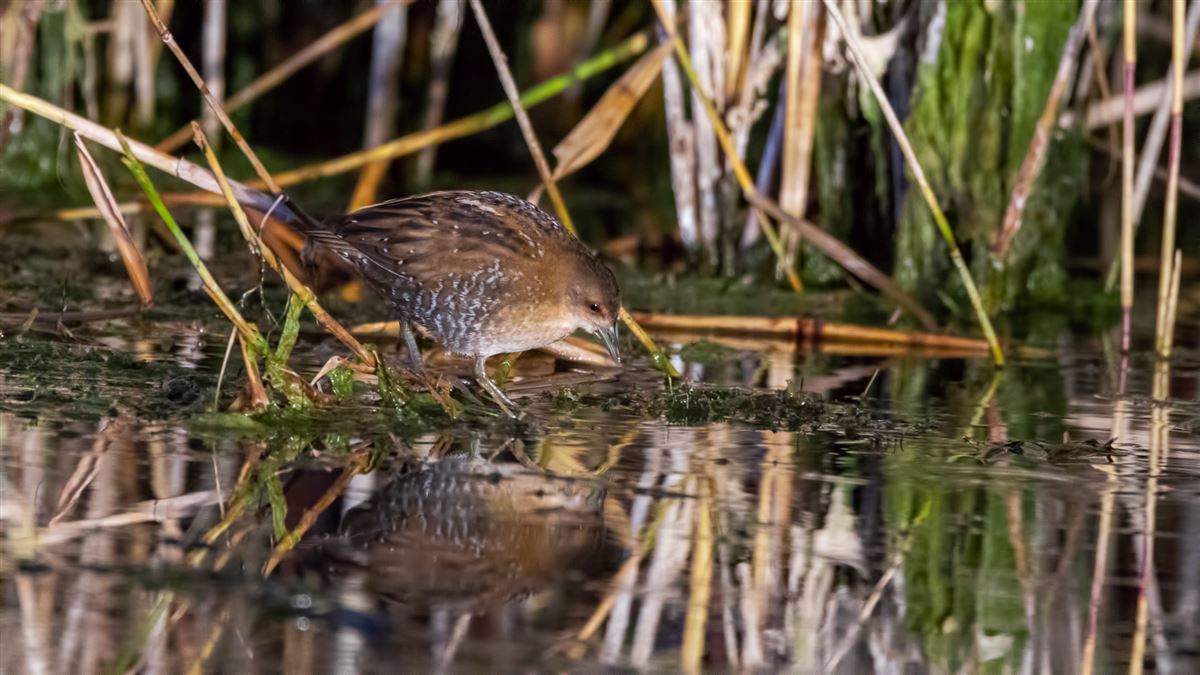 Baillon`s Crake