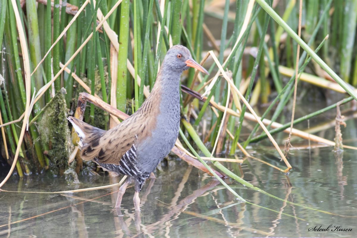 Water Rail