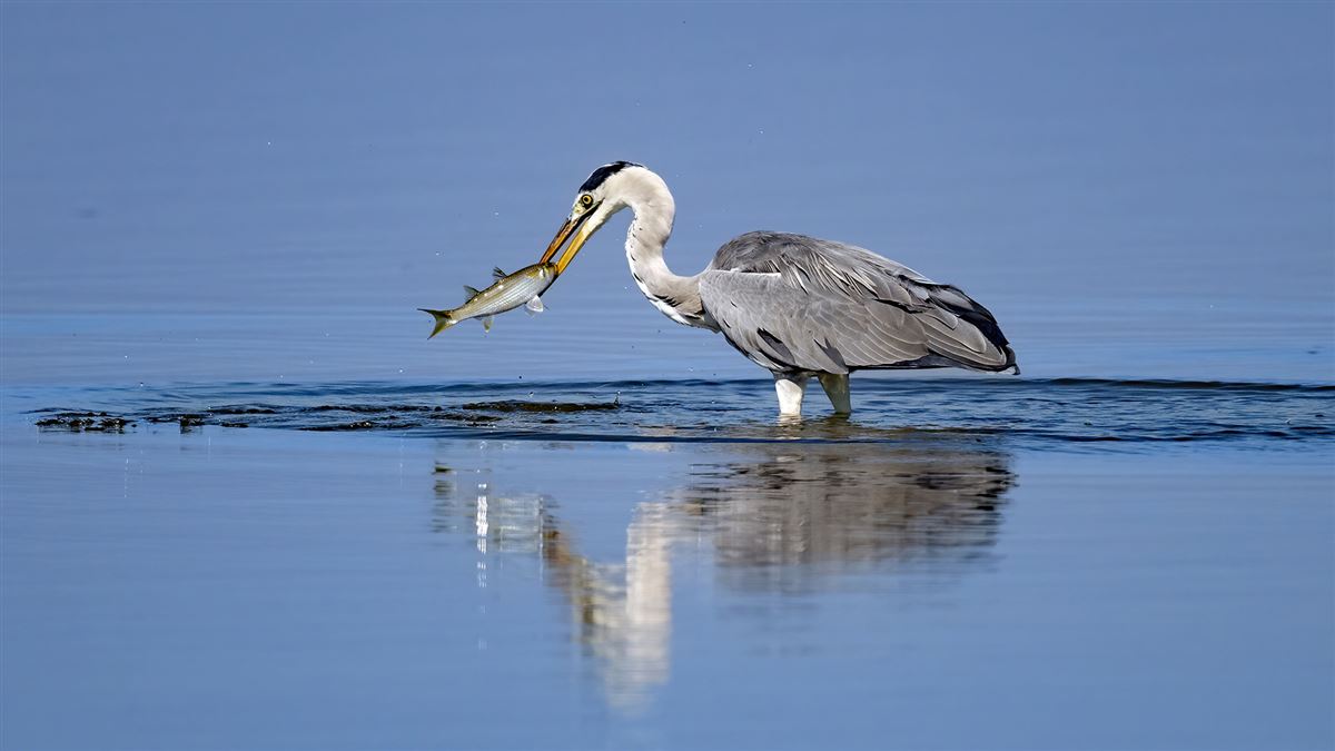 Grey Heron