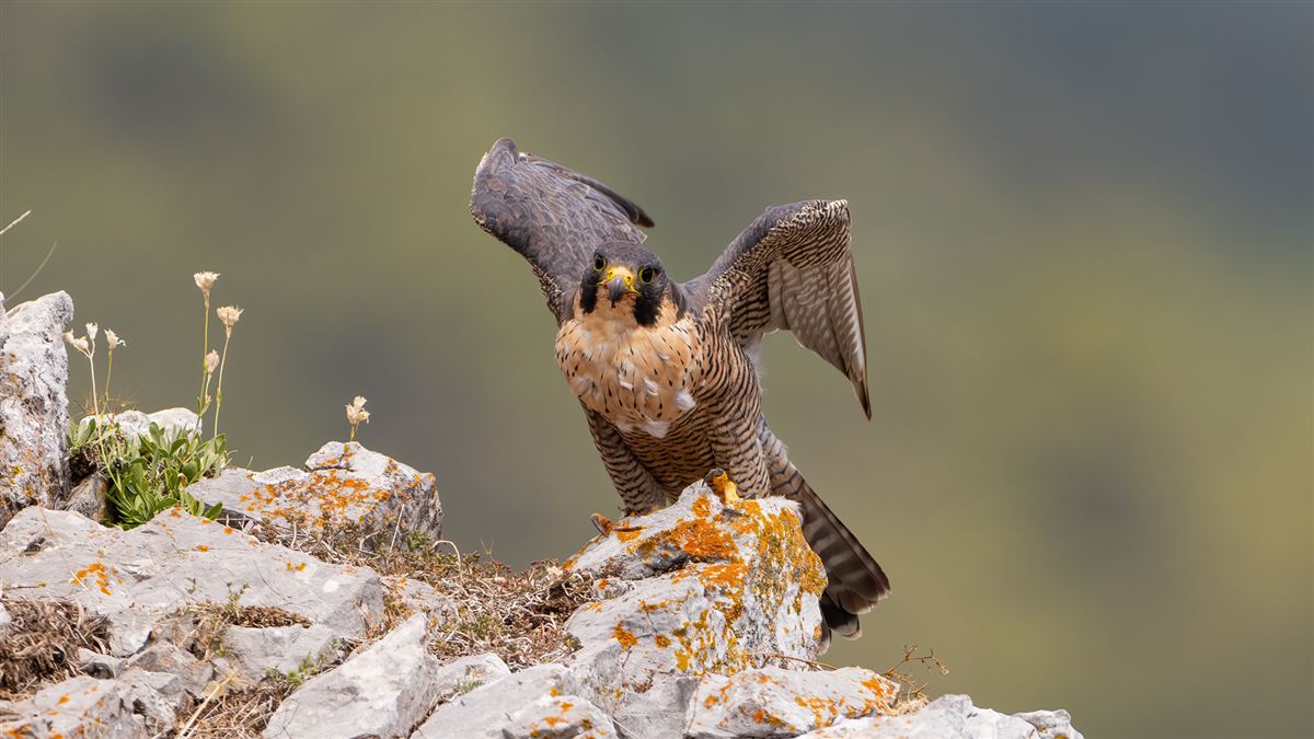 Peregrine Falcon