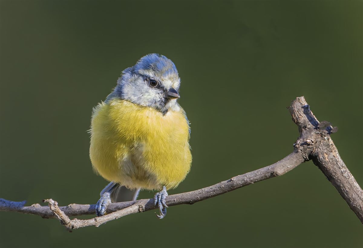 Eurasian Blue Tit