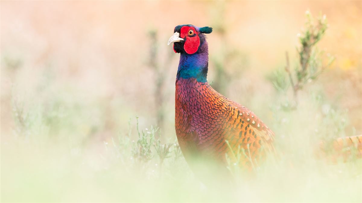 Common Pheasant