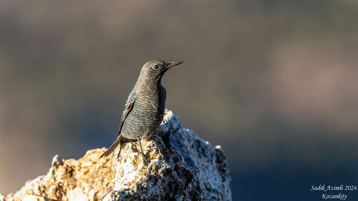 Blue Rock Thrush