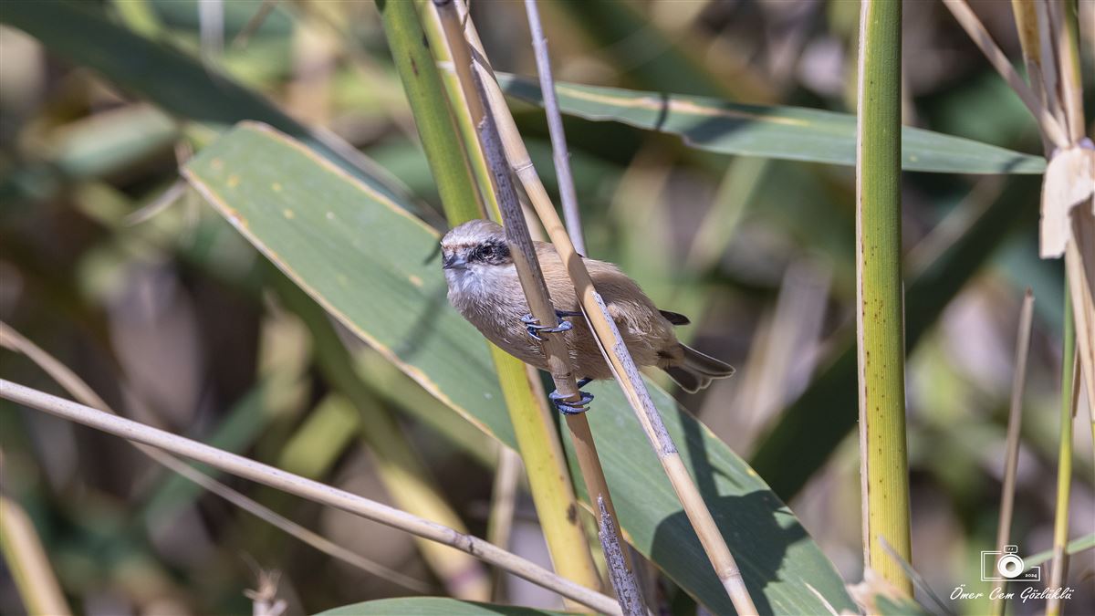 Eurasian Penduline Tit