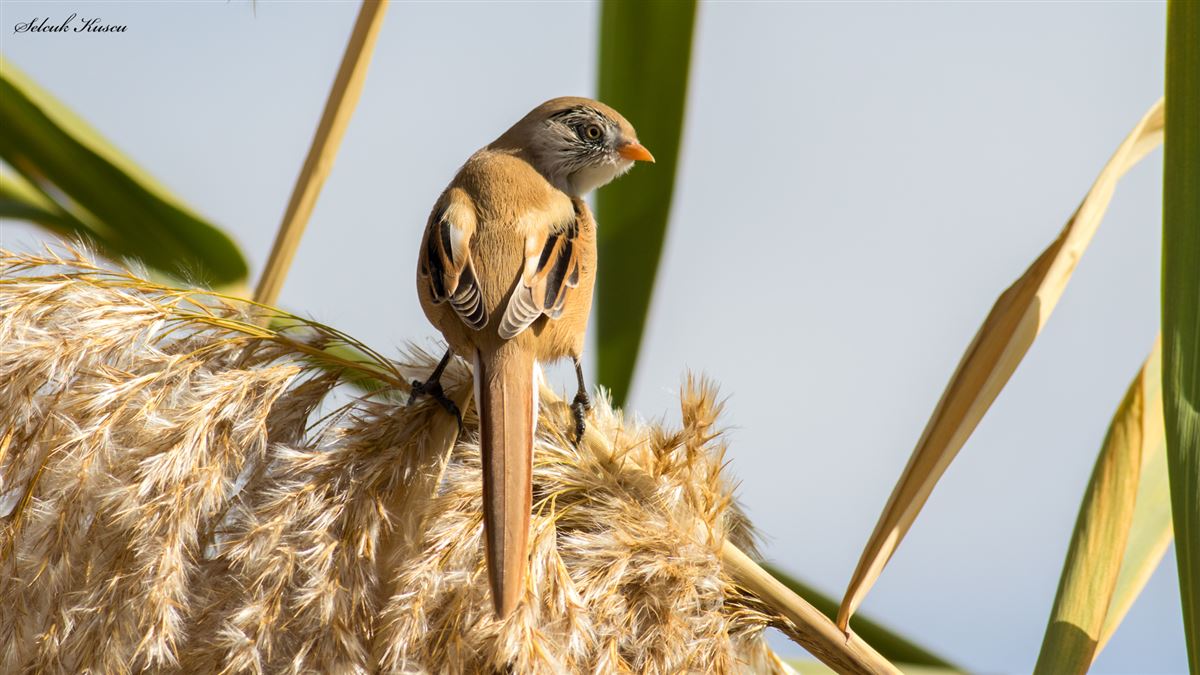 Bearded Reedling