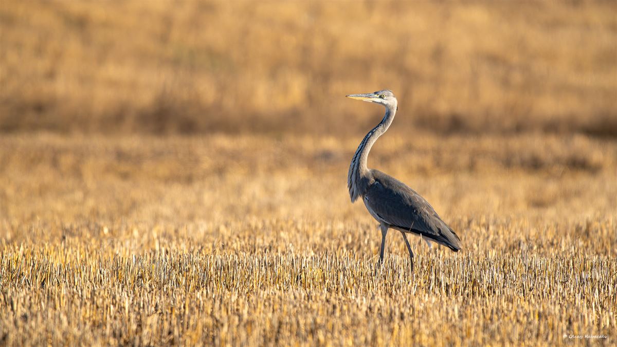 Grey Heron