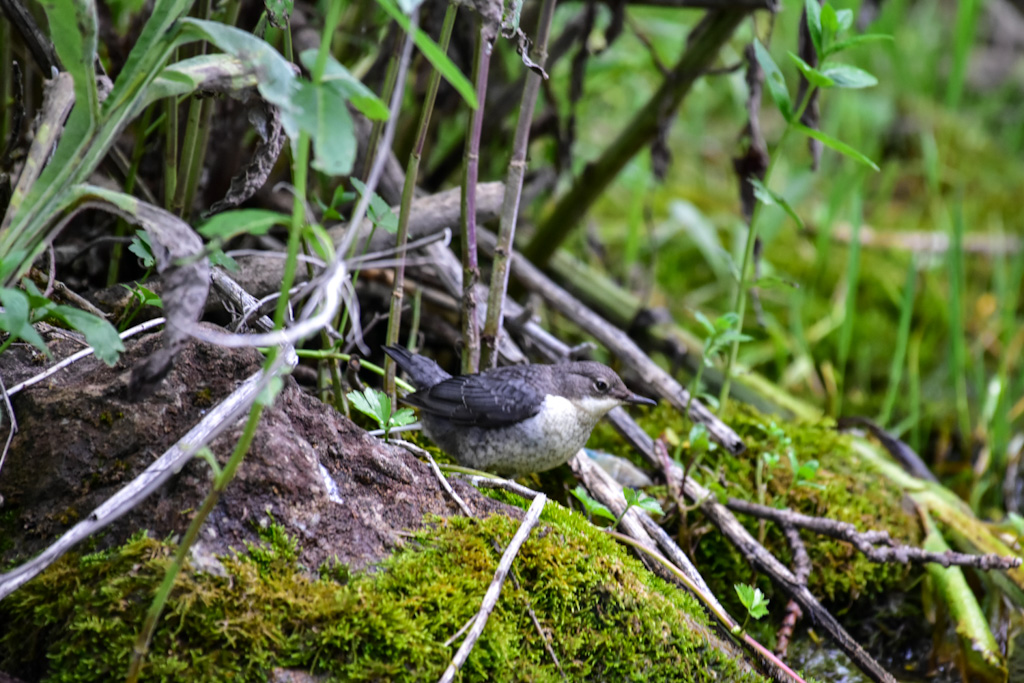 White-throated Dipper