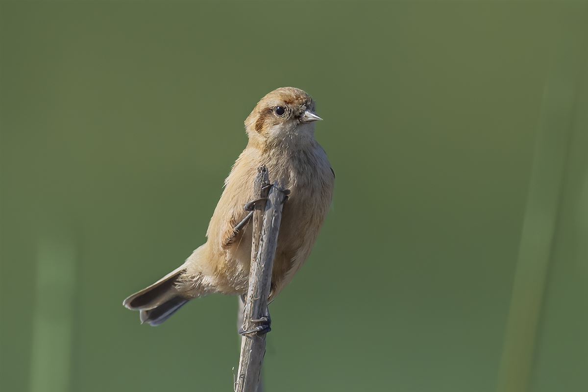 Eurasian Penduline Tit