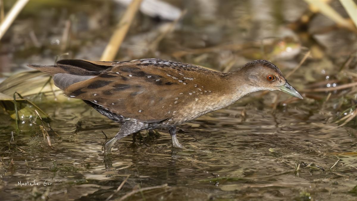 Baillon`s Crake