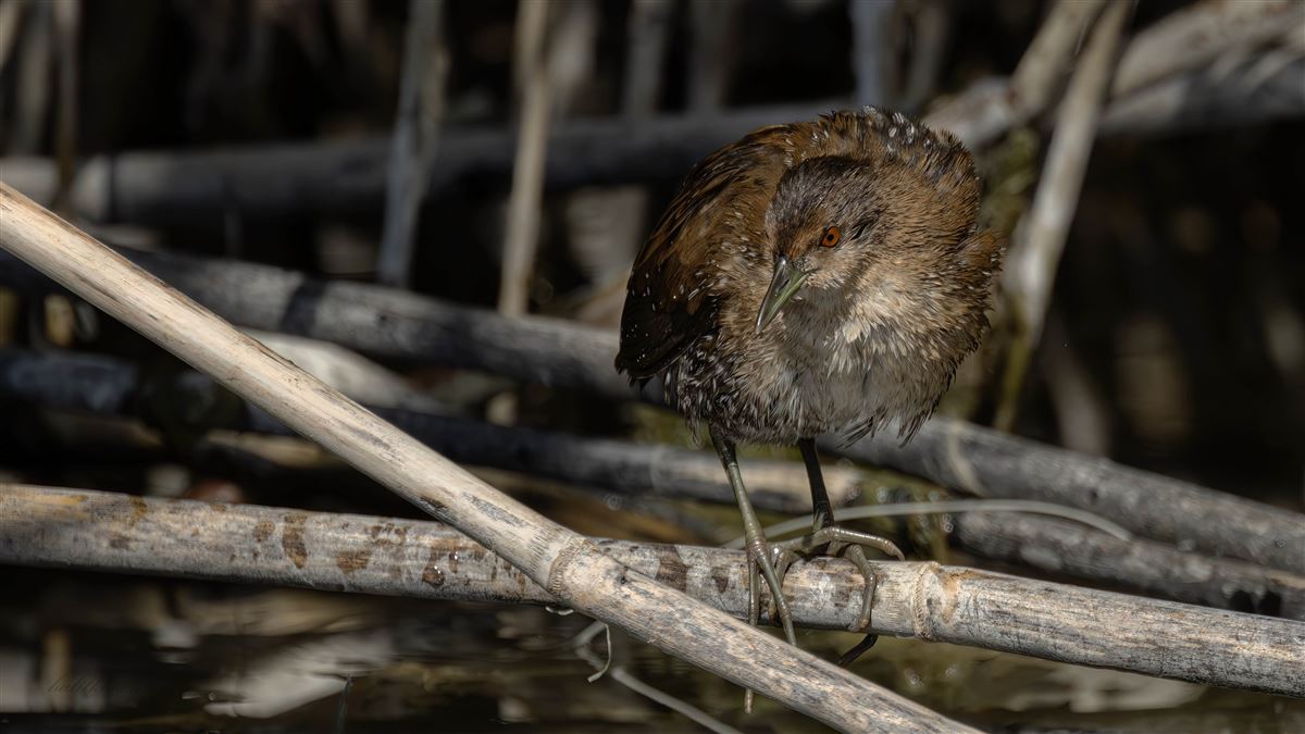 Baillon`s Crake